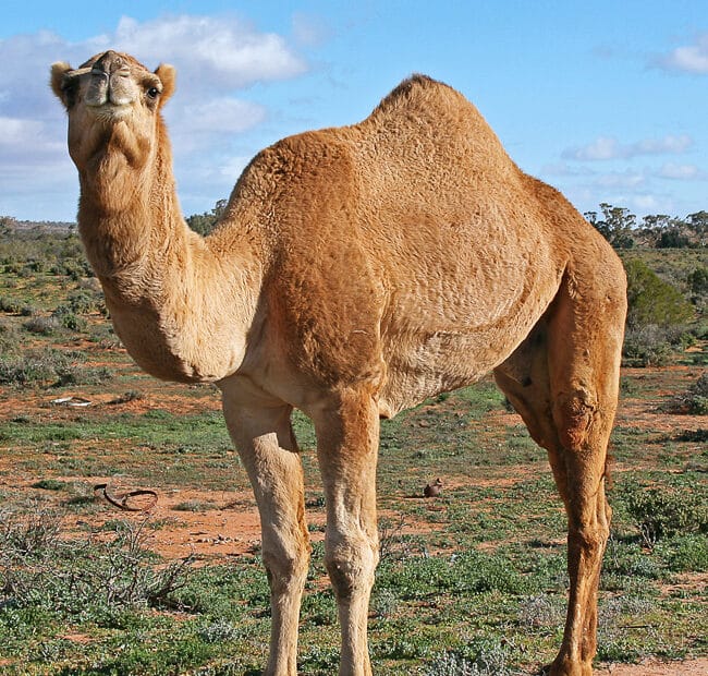 Camello in piedi sul terreno arido.