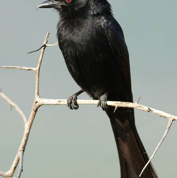Uccello nero con occhi rossi su ramo