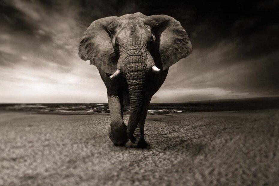 Elefante africano cammina sulla spiaggia in bianco e nero.