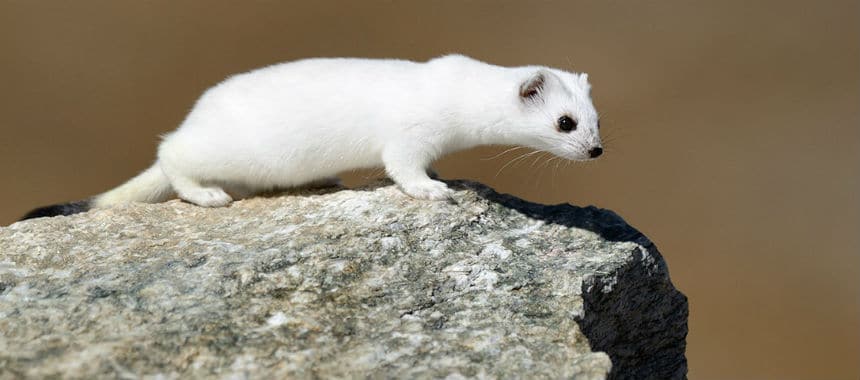 Ermellino bianco su roccia.