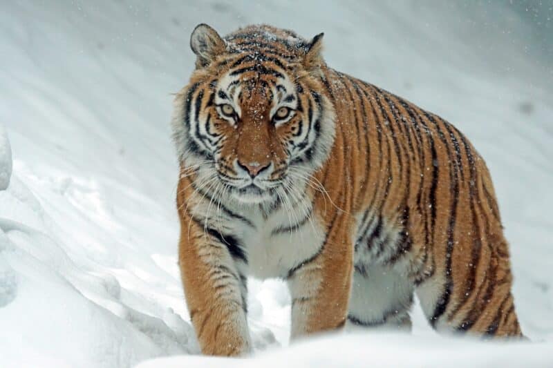 Tigre nella neve che cammina verso l'obiettivo.