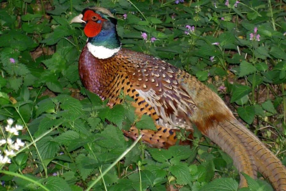 Fagiano maschio tra foglie verdi.