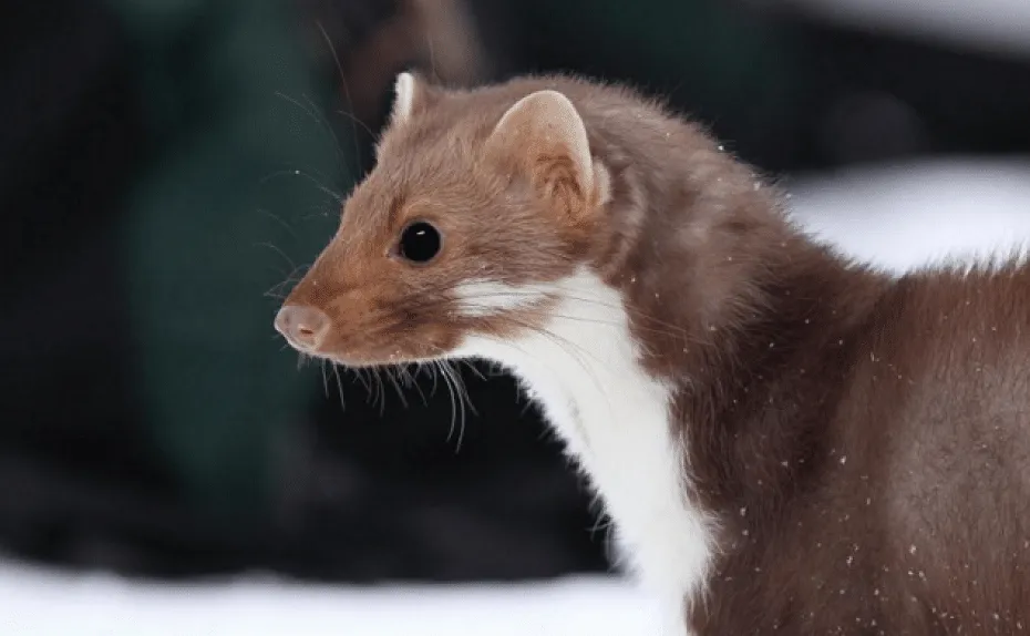 Furetto bruno in un paesaggio innevato.