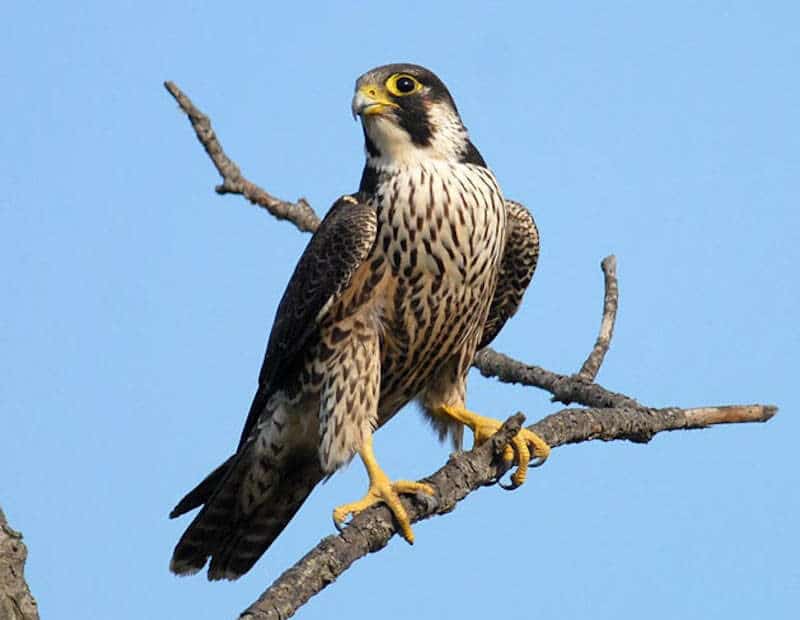 Falco pellegrino posato su ramo contro cielo azzurro