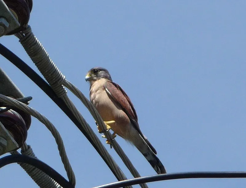 Falco appollaiato su cavi contro cielo azzurro.