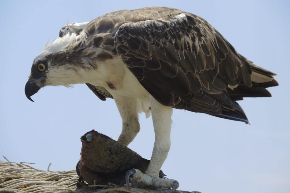 Falco pescatore con preda su nido.