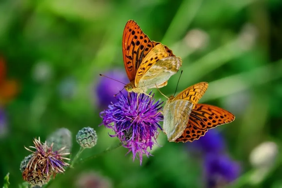 Farfalle arancioni su fiore viola