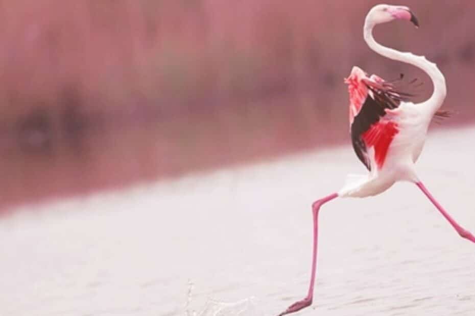 Fenicottero rosa cammina sull'acqua.