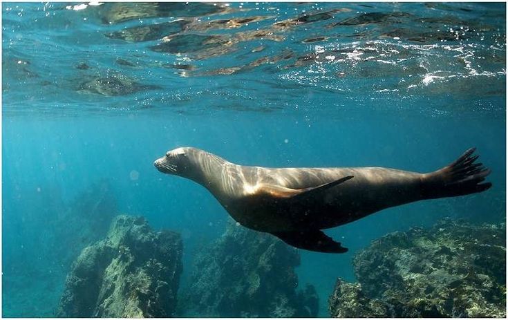 Foca che nuota serena sotto la superficie marina.