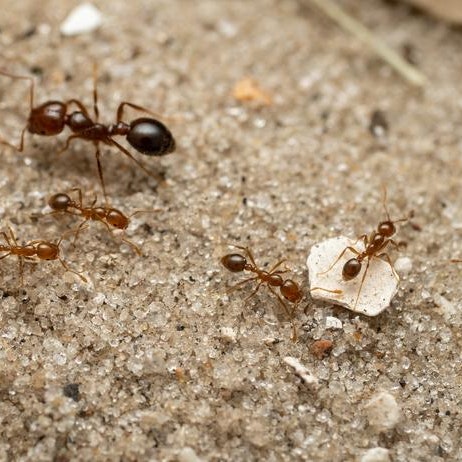 Formiche che lavorano insieme su sabbia.