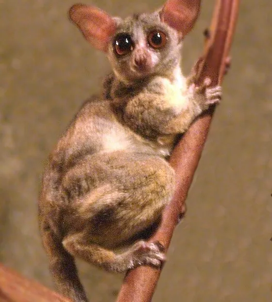 Galago in posa su ramo.