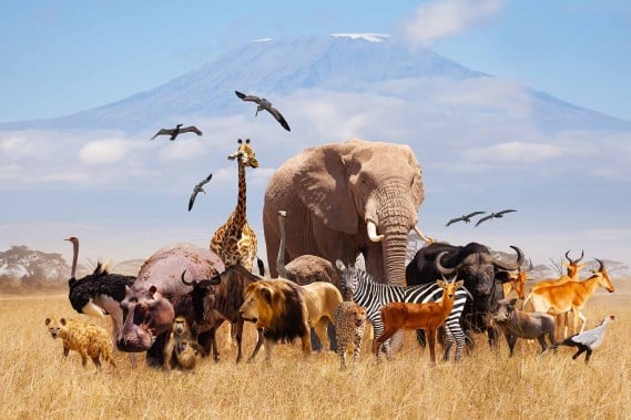 Savana africana con animali selvaggi e Monte Kilimangiaro.