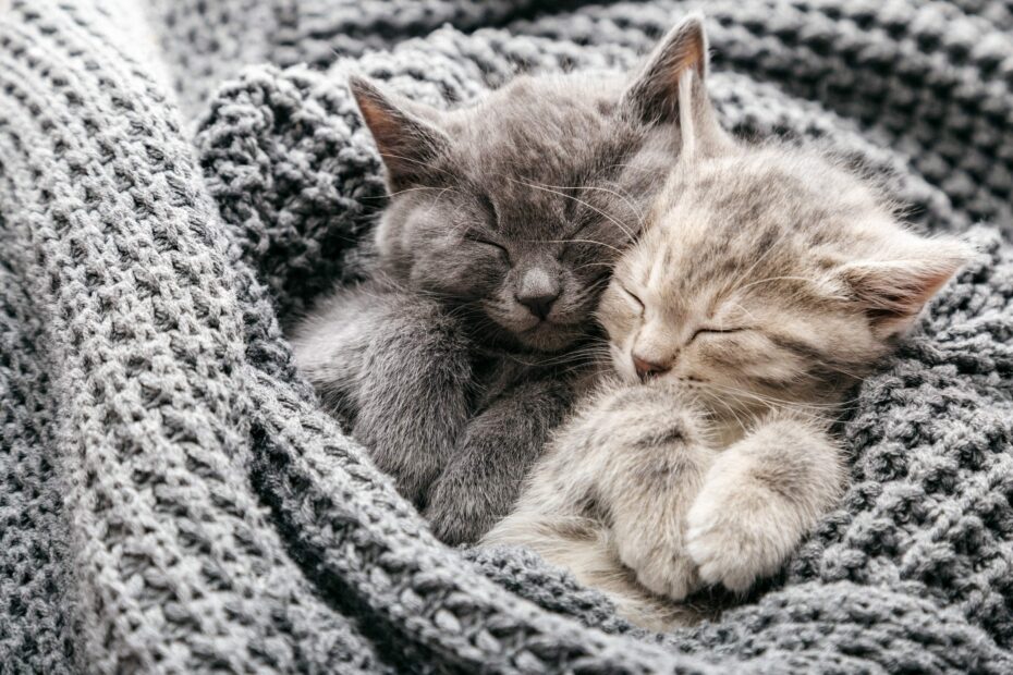 Gattini addormentati in coperta morbida grigia.