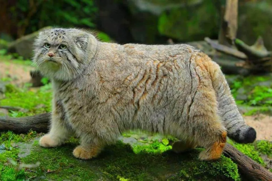 Gatto Pallas selvaggio su muschio verde.