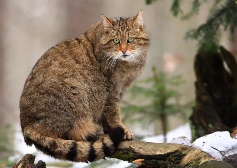 Gatto selvatico su un tronco innevato.