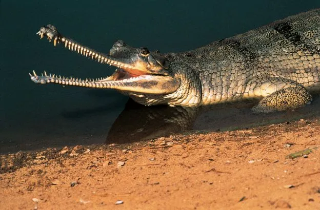 Coccodrillo con fauci aperte su riva sabbiosa.