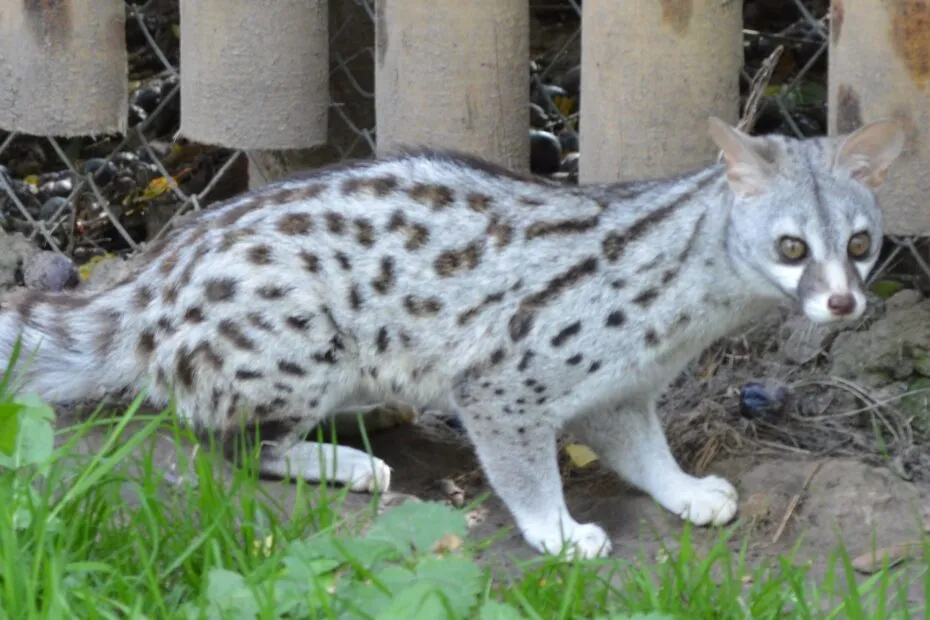 Gatto selvatico maculato nell'erba.