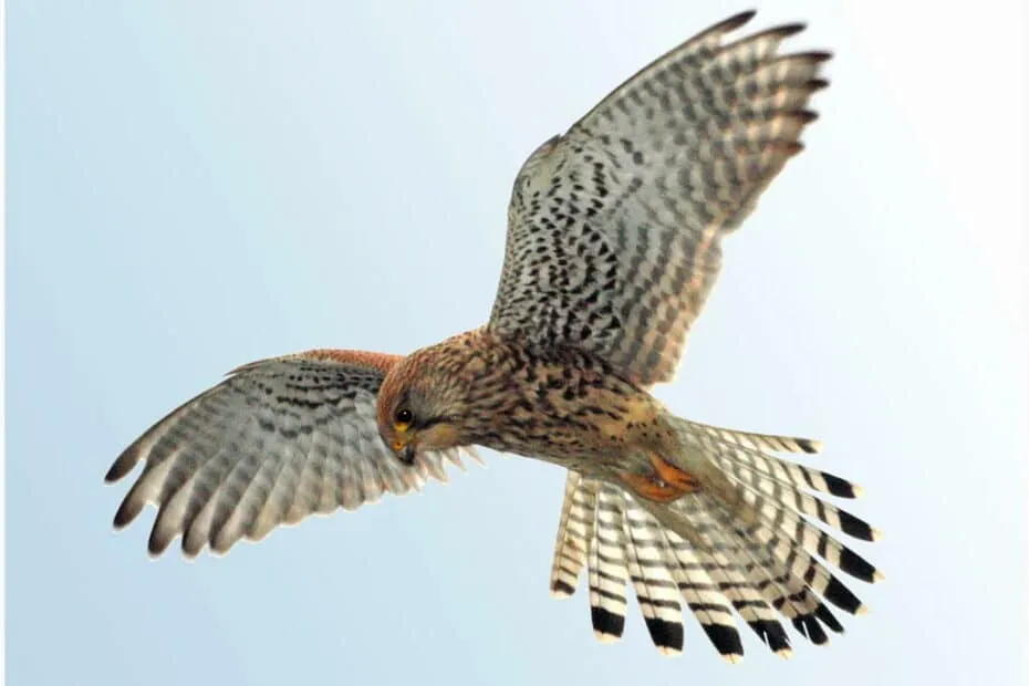 Gheppio in volo su sfondo chiaro.