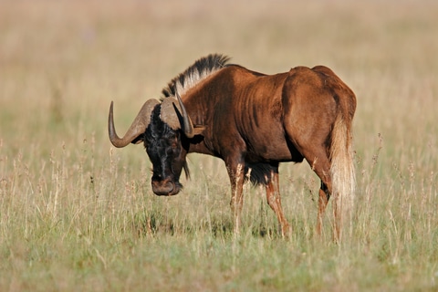 Gnu che pascola nella savana.