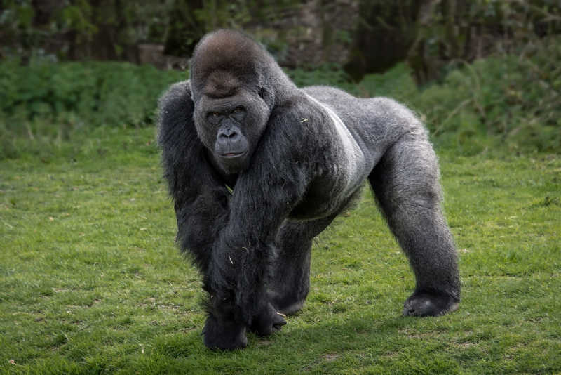 Gorilla maestoso cammina sull'erba.
