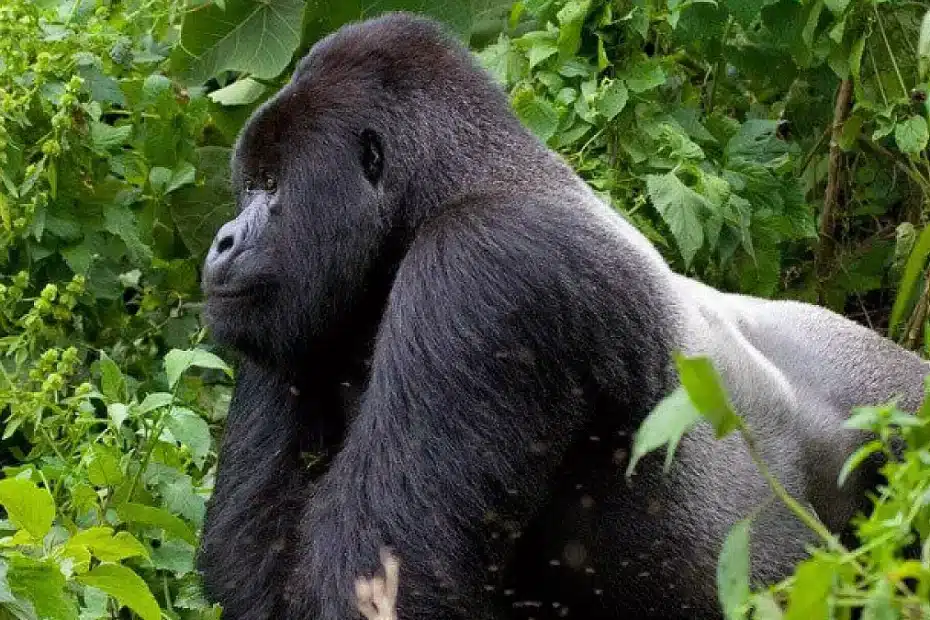Gorilla seduto tra la vegetazione.