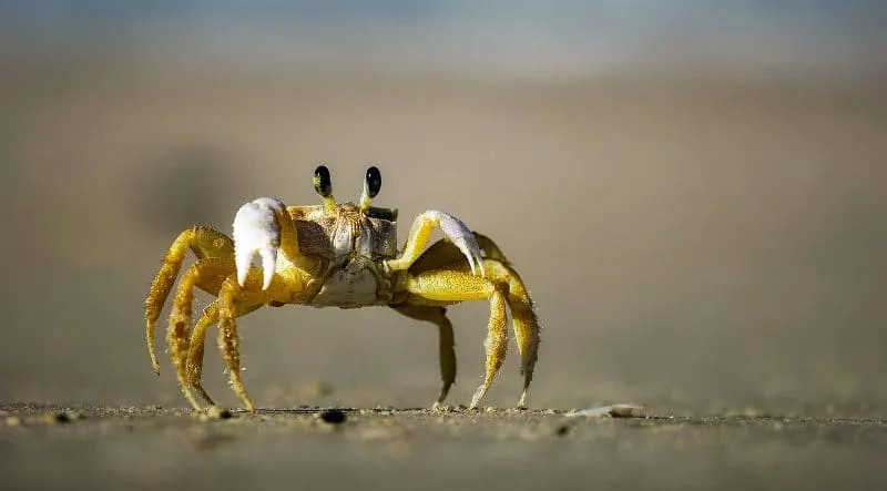 Granchio giallo sulla sabbia, primo piano.