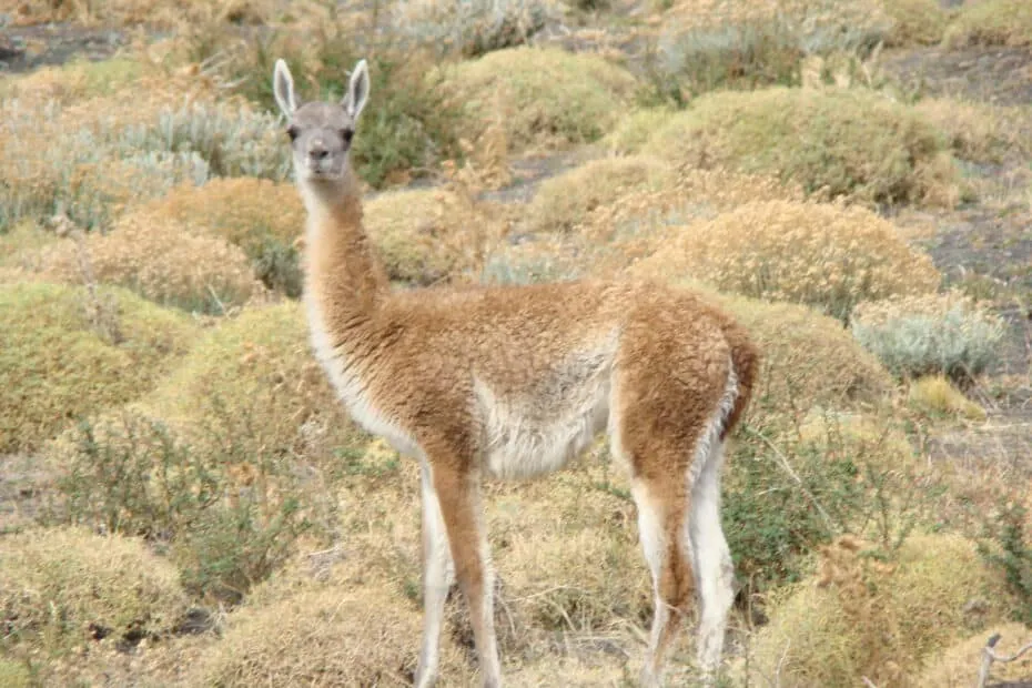 Guanaco solitario tra cespugli aridi.