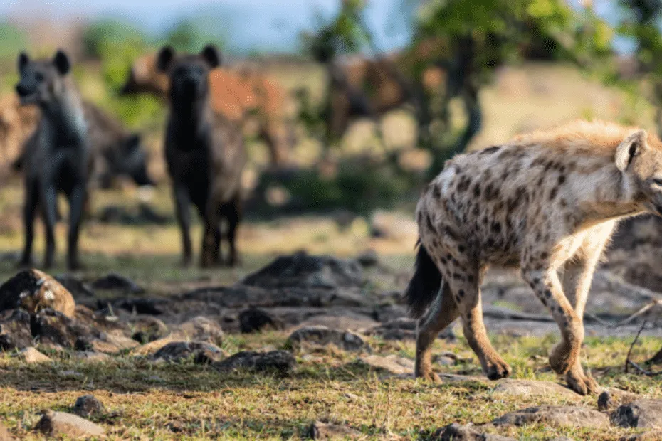 Iena solitaria con sfondo di gnu sfocati.