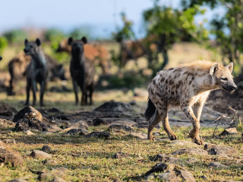 Iena cammina in un paesaggio africano.
