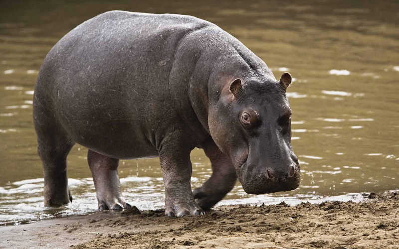 Ippopotamo adulto vicino all'acqua.