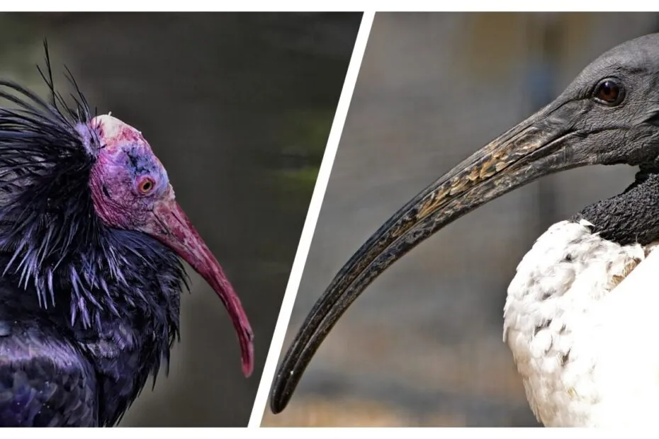 Ibis sacro, confronto primo piano.