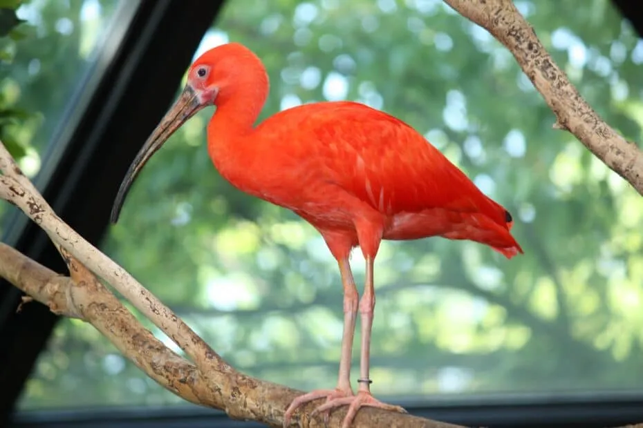 Ibis scarlatto posato su ramo, fauna selvatica.