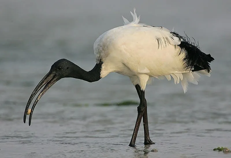 Ibis sacro in cerca di cibo in acqua.