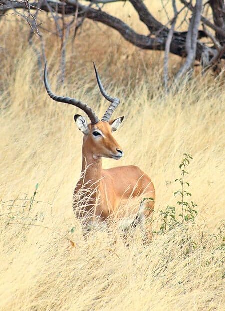 Antilope in riposo tra erba savana.