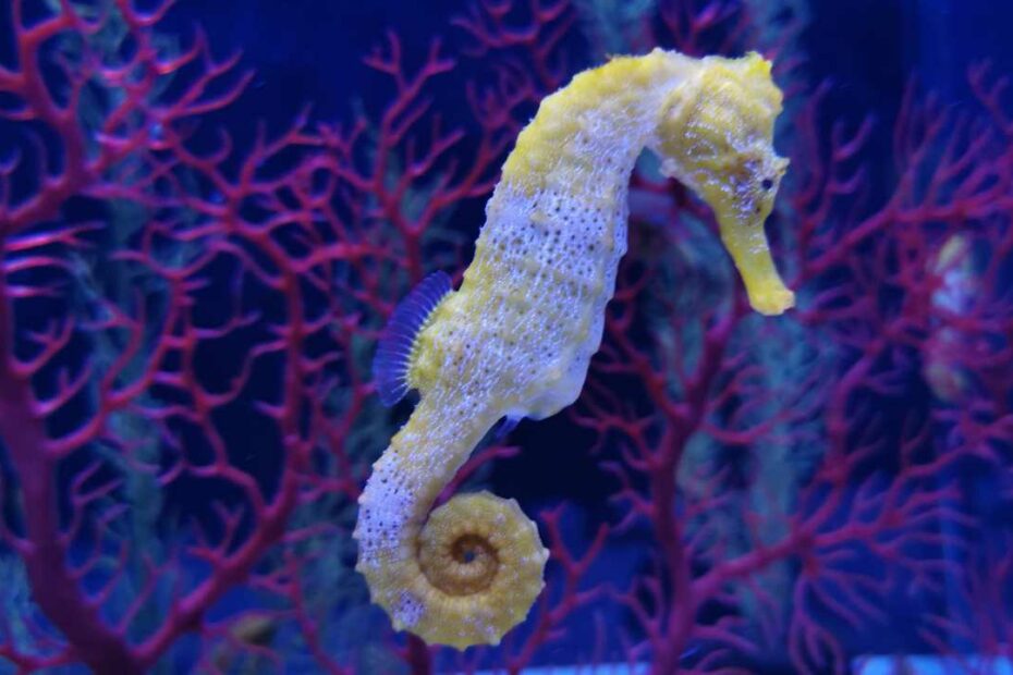 Cavalluccio marino giallo tra coralli rossi.