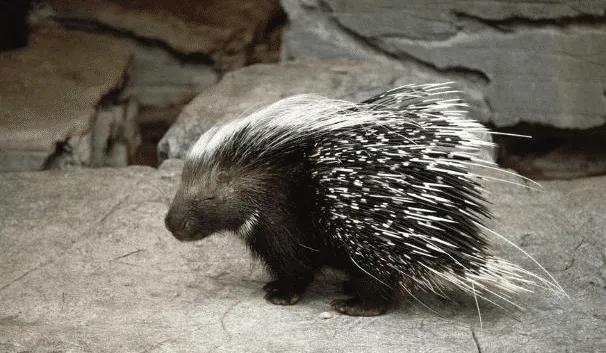 Porcospino su terreno roccioso.