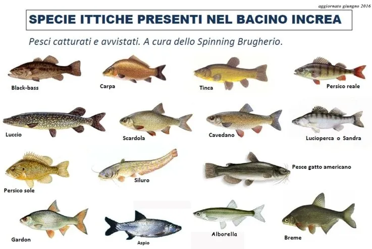 Pesci del bacino Increa, guida a cura dello Spinning Brugherio.