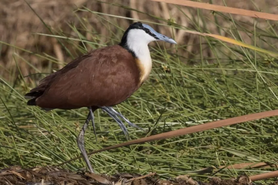 Uccello acquatico marrone e bianco in posa naturale.