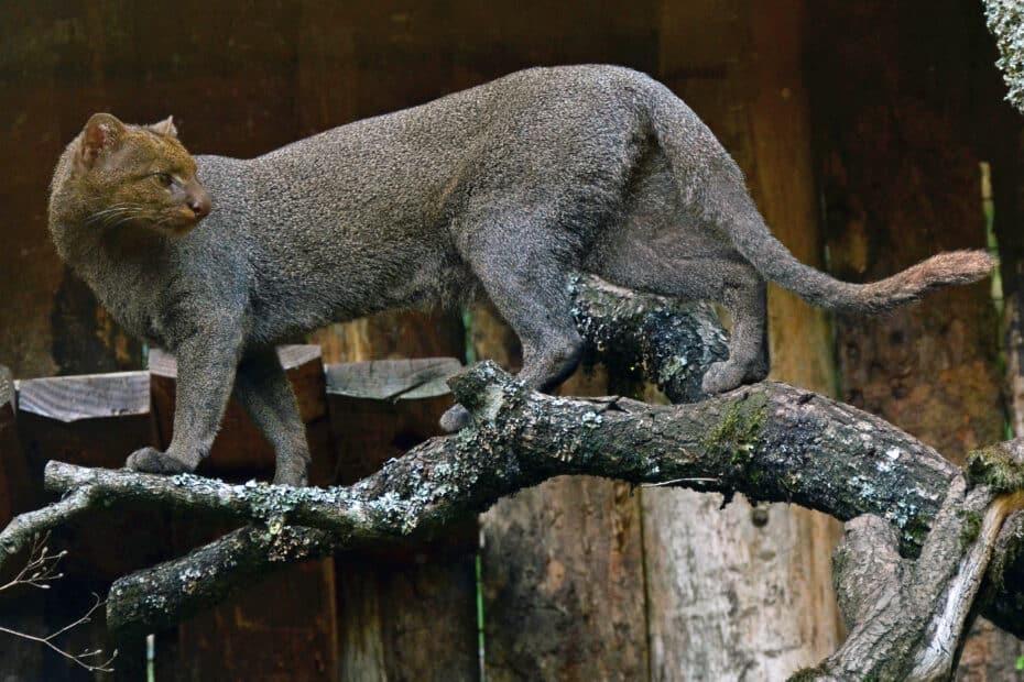 Gatto selvatico cammina su un tronco.