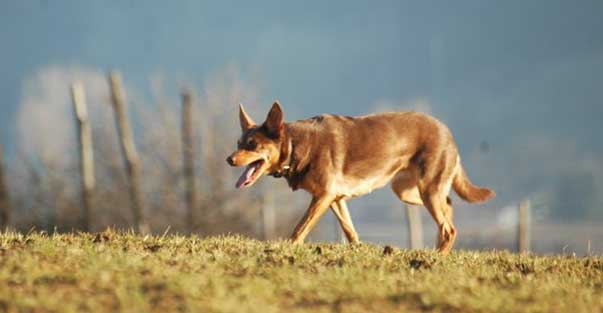 Cane che corre nel prato.