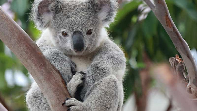Koala abbracciato ad un ramo.