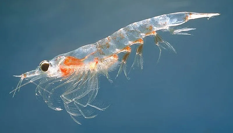 Antarctica krill in acqua blu.