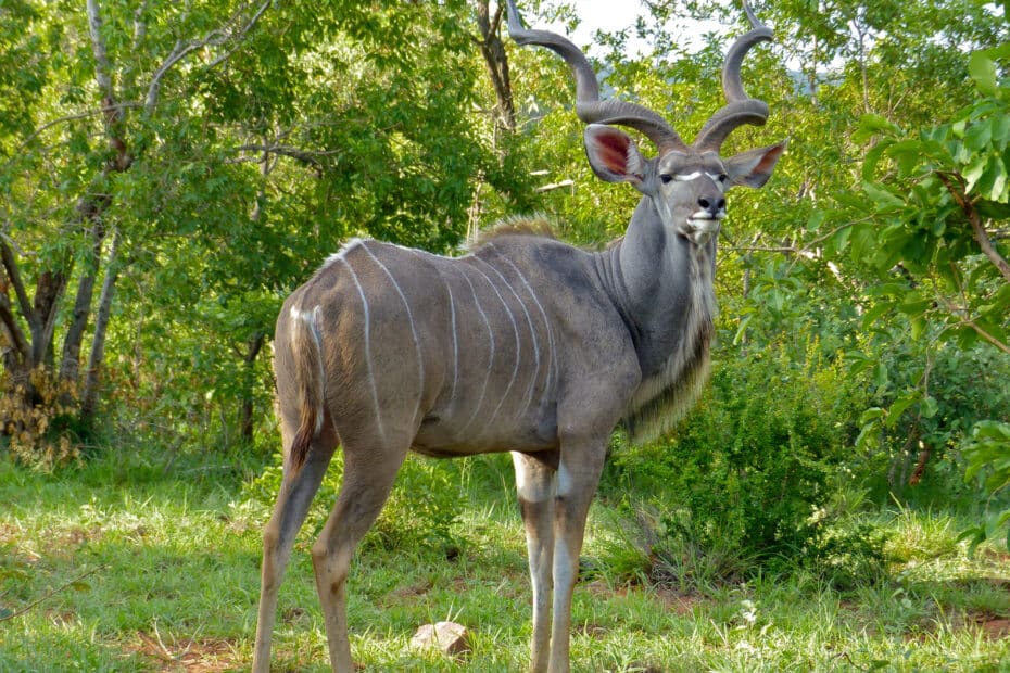 Kudu in habitat naturale africano.