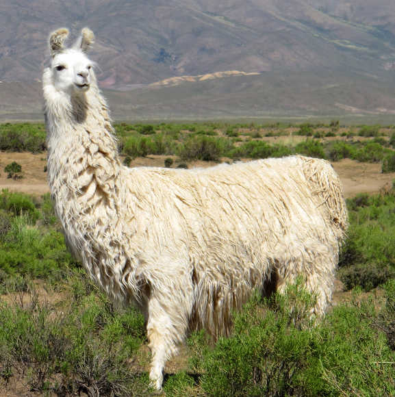 Lama bianco in un paesaggio naturale arido.
