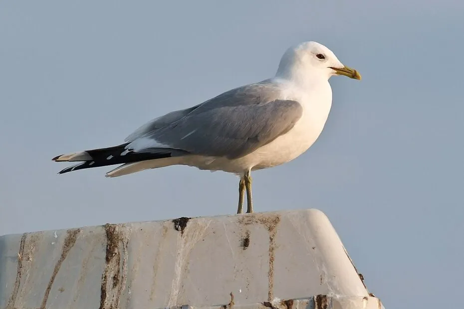 Sognare l animale larus canus
