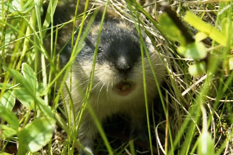 Lemming nascosto nell'erba verde.