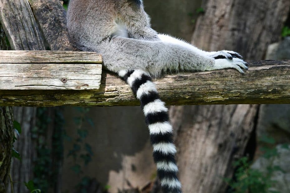 Lemure con coda ad anelli su tronco.