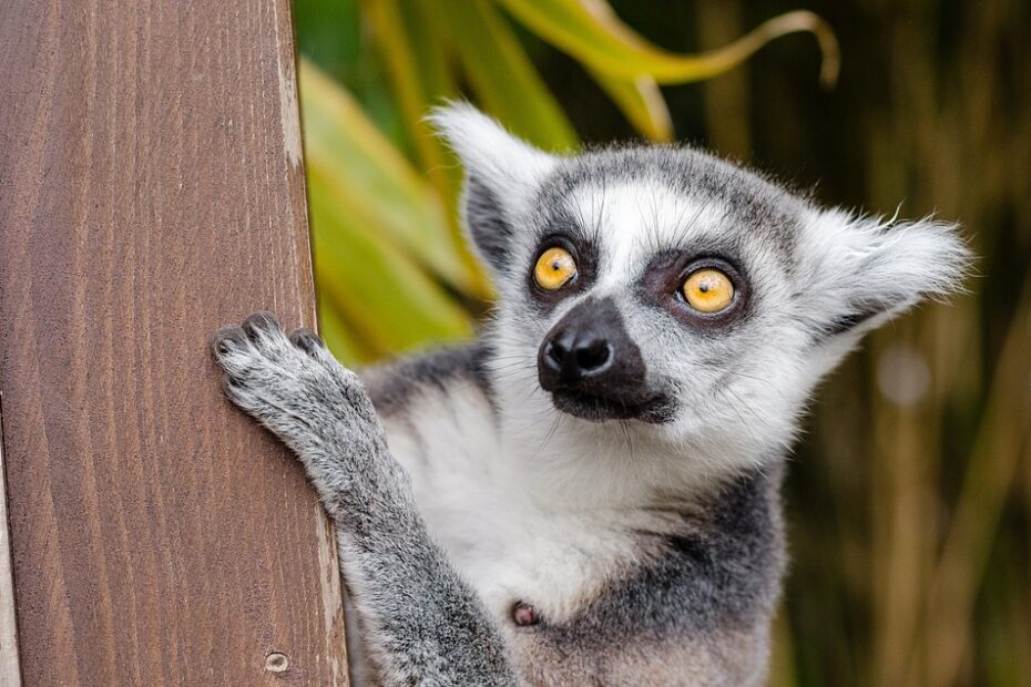 Lemure con occhi gialli si affaccia curioso.