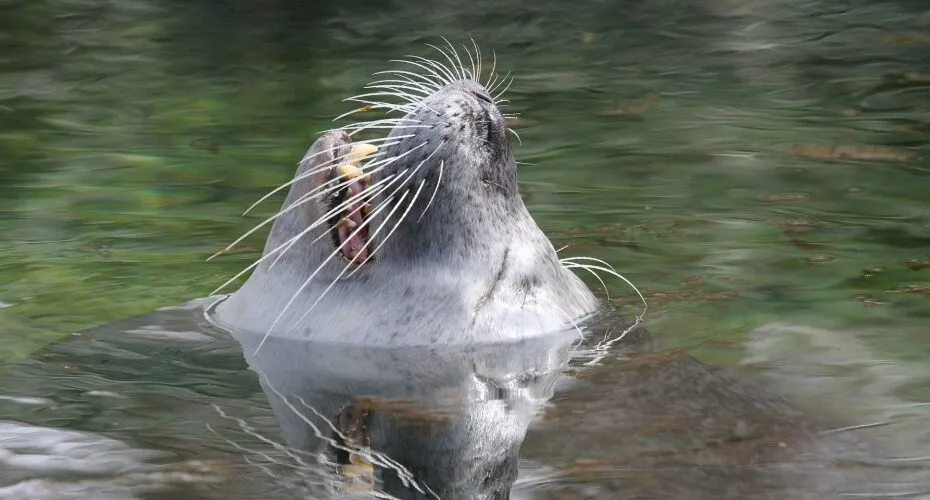 Foca grigia in acqua che sbadiglia.