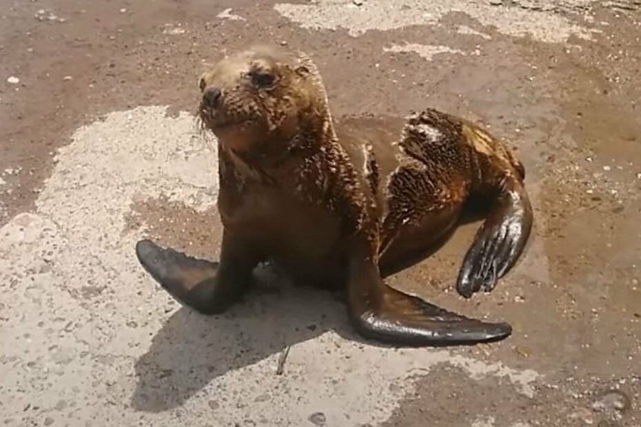 Foca bagnata su pavimento di cemento.